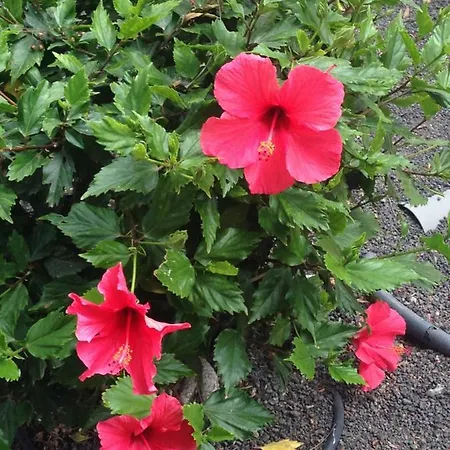 Oasis Royal Corralejo