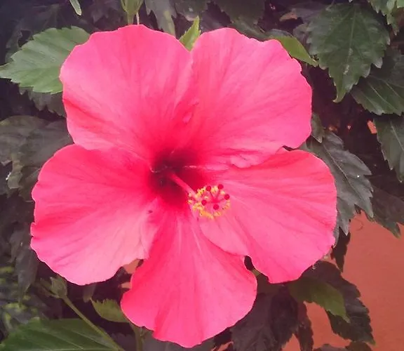 Oasis Royal Corralejo