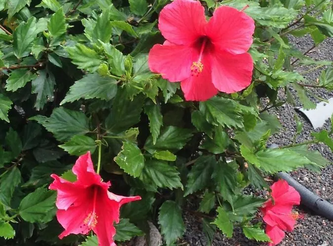 Oasis Royal Corralejo