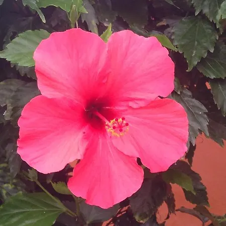 Oasis Royal Corralejo